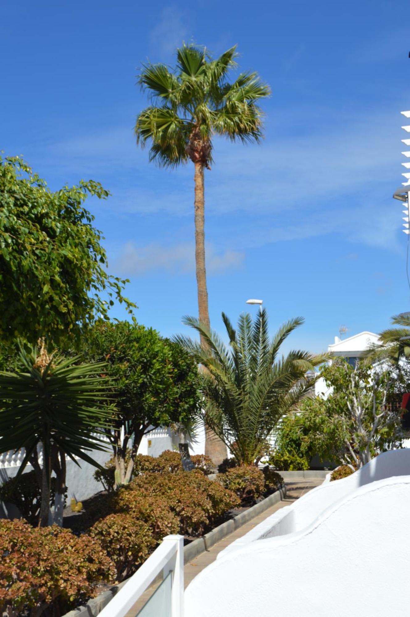 Lava Teneguia, 5 Guests In 2 Bedrooms Puerto del Carmen  Bagian luar foto